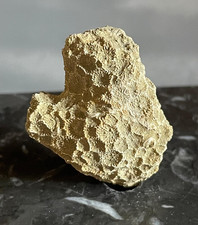 Corail fossile Goniopora elegans Éocène Ilerdien France coral