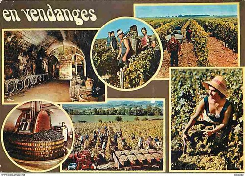 Carte postale vignes - vignes,