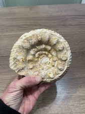 nautile ammonite origine