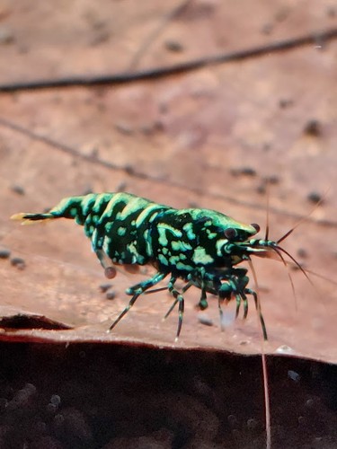 Crevettes caridina wicked - crevettes,