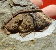 TRILOBITE CAMBRIEN DE