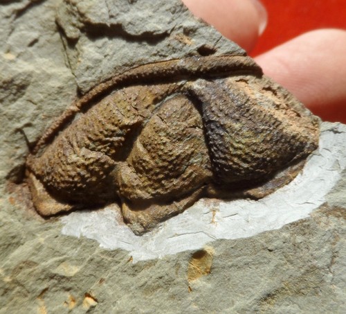 Trilobite cambrien - cambrien, de
