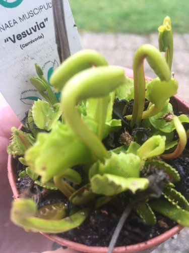 Plantes carnivores dionaea - plantes,