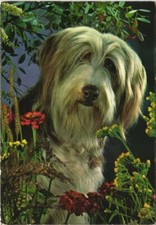 Cpa bobtail dog - ak, (1178675)