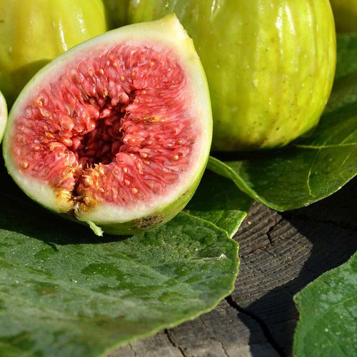 Ficus carica goutte - ficus,