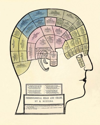 1857 phrenological head chart - head,