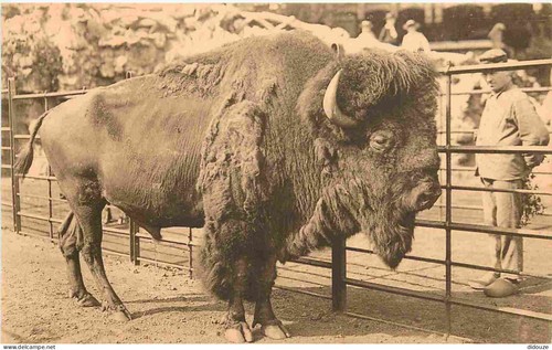 Carte postale animaux - carte,