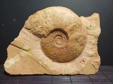 Ammonite Leioceras opalinum