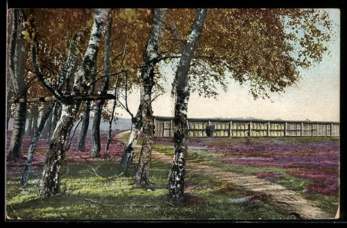 Ruches bord une forêt - au, d'une