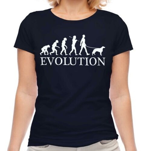 Irlandais setter évolution - setter, de