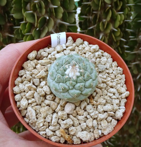 Strombocactus disciformis - strombocactus,