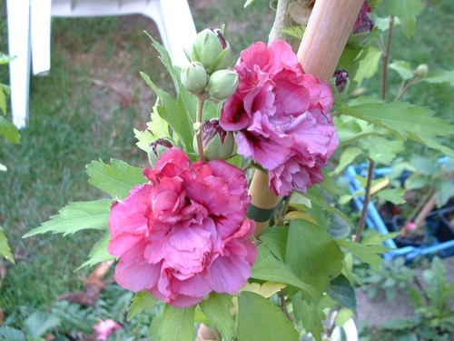 Althea boule feu hibiscus - ,