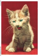 ASHP1-0053-CAT - GREEN-EYED KITTENS