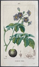 Flore médicale Pomme de terre Gravure couleur de 1820