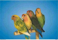 Animals - Birds - Parrot - Agapomis Roseicollis Old - New Card - CP