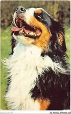AILP8-0813 - DOG - Bernese Shepherd