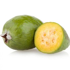 Feijoa sellowiana 'Apollo' - Acca - Goyavier du Brésil - Goyave ananas