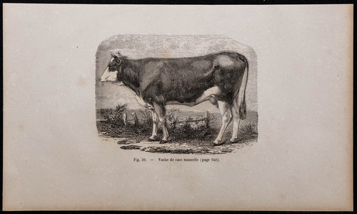 1860 vache race mancelle - 1860,