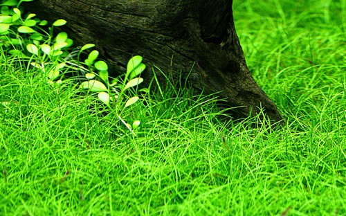 Aquarium plante eleocharis - plante,
