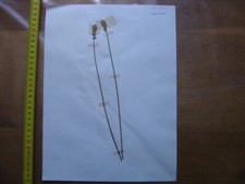 Annees 50 PLANCHE d'HERBIER du Gard Herbarium Planche Naturelle 14