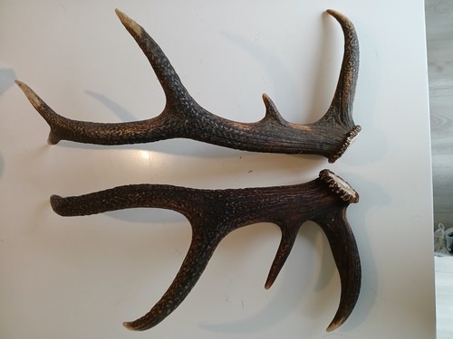 Bois cerf lot 55 - cerf,
