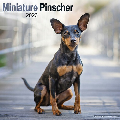 Calendrier 2023 pinscher - 2023,