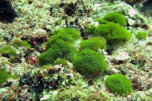 Aquarium saltwater marine - ,