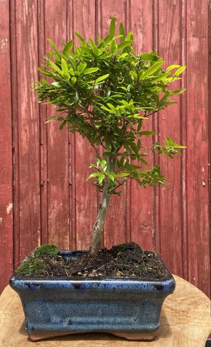 Bonsaï punica granatum - bonsaÏ,