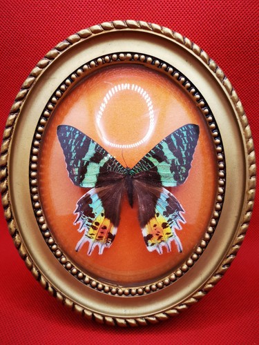 Entomologie papillon dans un - dans,