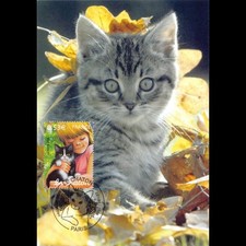 CM CEF - Le chaton - 22/4/2006