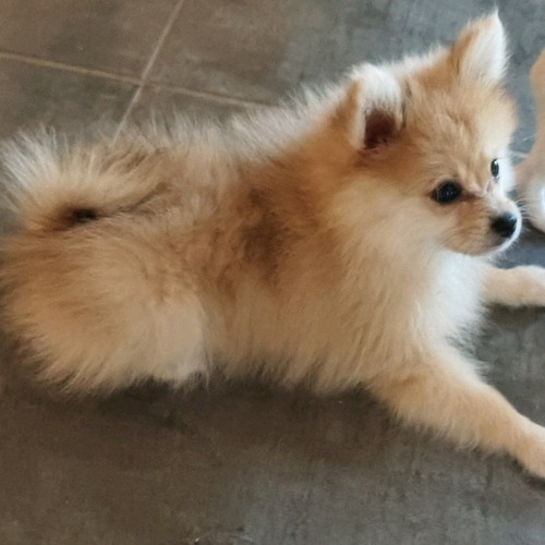 Photo petit chien - d’un, /