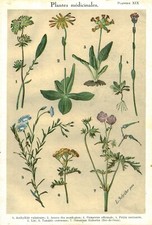 1935 Botany Medicinal Plant Engraving - Book Issue