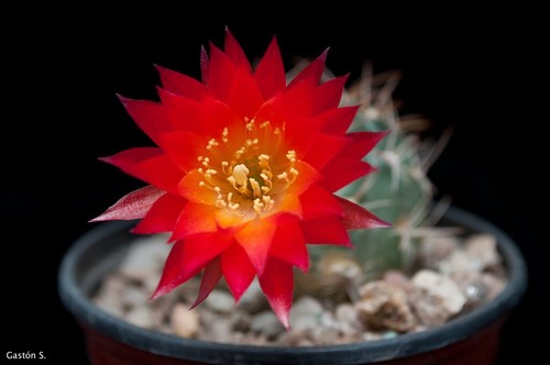 Graines echinopsis - de,