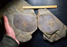 EPIC! MASSIVE 11cm Branchiocaris Arthropod! Middle Cambrian Linyi Lagserstatte