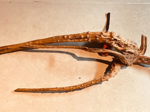 Superbe racine araignée - superbe,