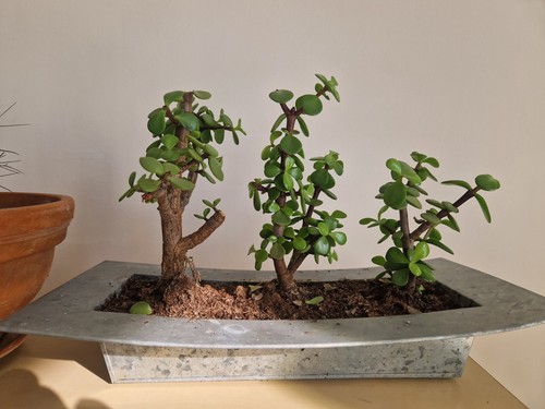 Bonsai portulacaria afra - portulacaria,