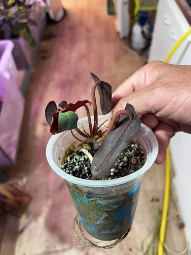 Philodendron billietiae - philodendron,