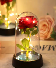 Rose sous cloche lumineuse –