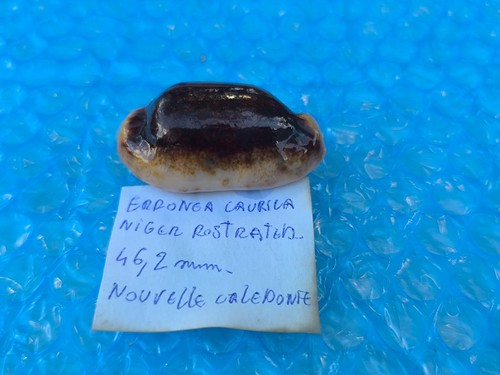Eronea caurica niger from - eronea,
