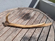 Bois de cerf élaphe ; Cervus