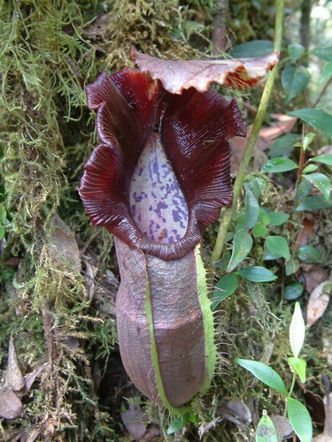 Nepenthes naga plante - naga,