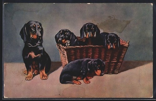 Teckel avec ses chiots - ,, carte
