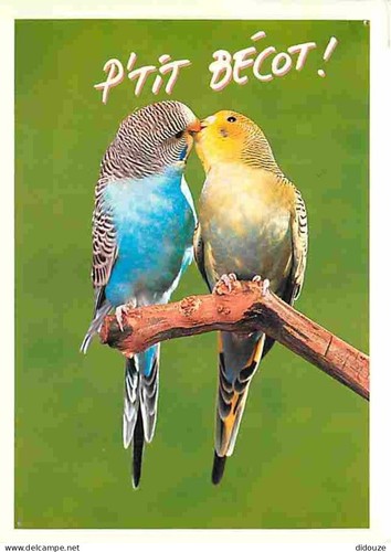 Postcard animals birds - -,