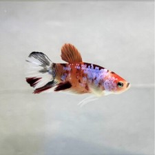 Combattant plakat koi betta Aquarium poissons plantes 
