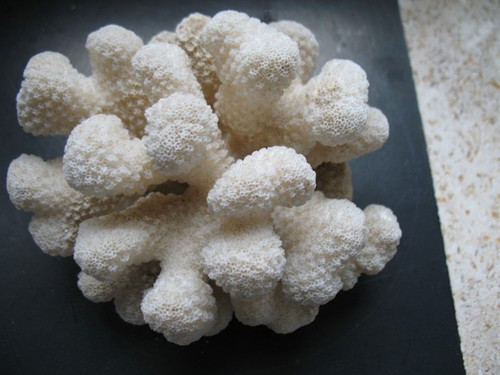 Corail blanc chou-fleur