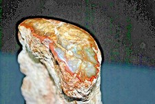 BRANCHE DE BOIS FOSSILE DE