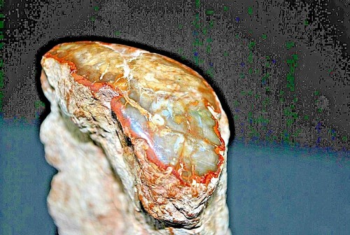 Branche bois fossile de - branche,