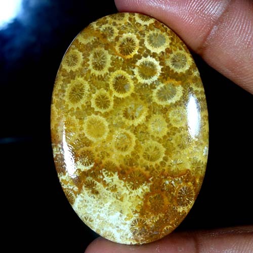 Top coral fossile - coral,