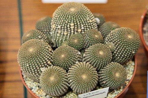 Graines echinopsis - 20,