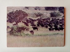Postcard - Rwanda - Akagera Park